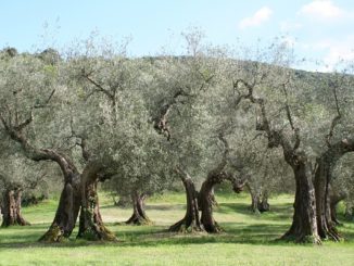 Protesta Xylella, tre indagati a Brindisi, impedirono controlli Forestale