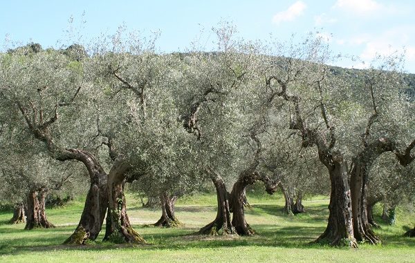 Protesta Xylella, tre indagati a Brindisi, impedirono controlli Forestale